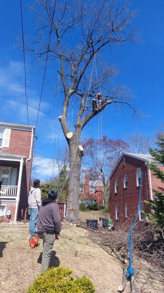 Custom yard cleanup service for year-round maintenance in New Carrollton, MD by Herrera & Sons Landscaping