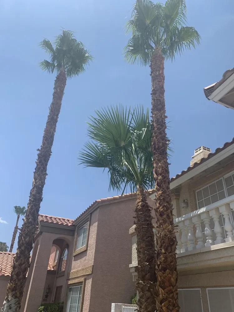 Top-rated lawn care service in Las Vegas, NV by Herrera Landscape