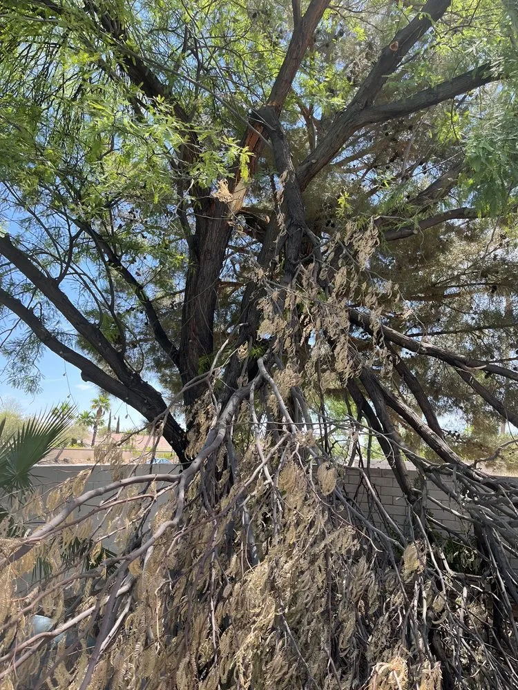 Reliable landscape design near you in Las Vegas, NV by Herrera Landscape