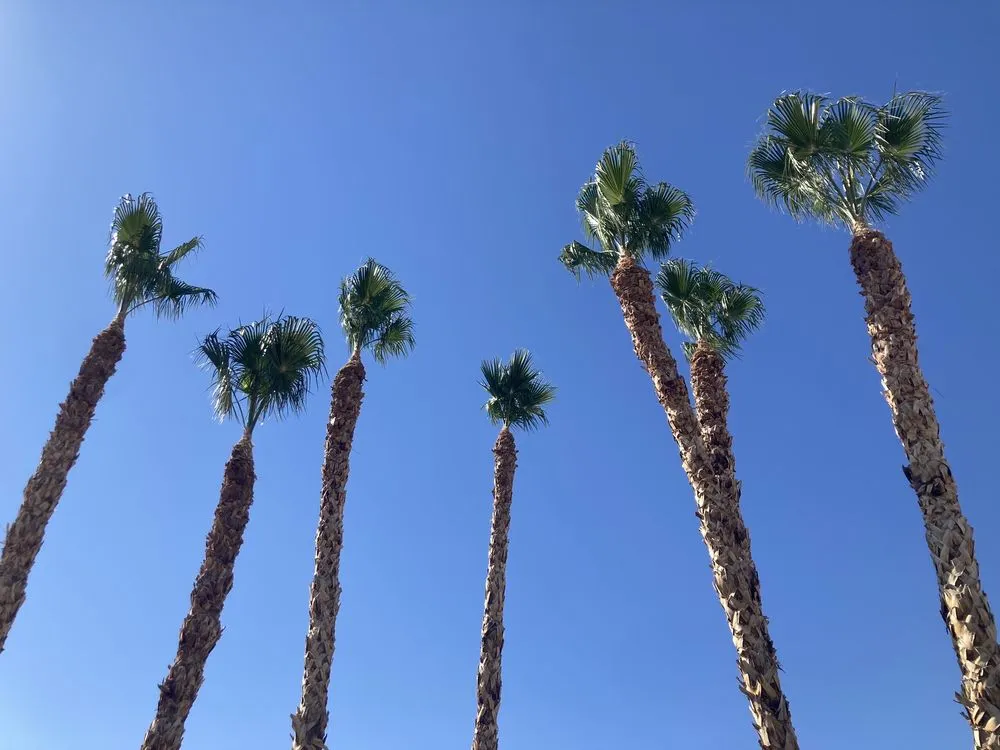 Expert residential landscaping for residential properties across Las Vegas, NV - Herrera Landscape