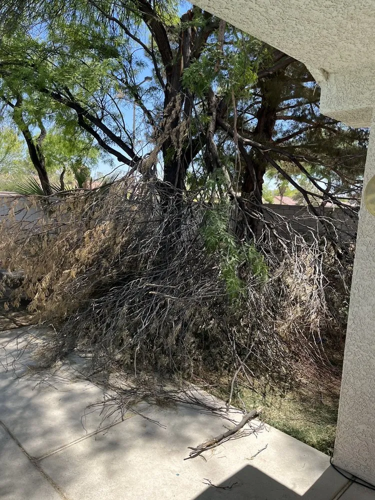 Affordable lawn care service experts serving Las Vegas, NV - Herrera Landscape