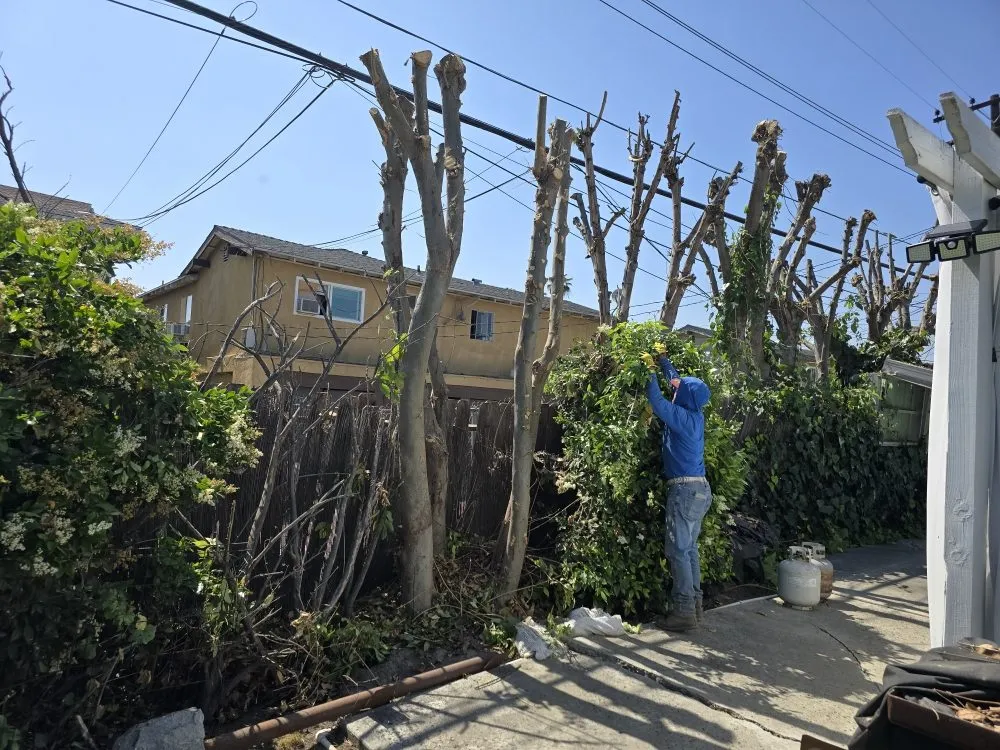 Local landscape installation in Pomona, CA by Herrera Landscaping and Tree Services