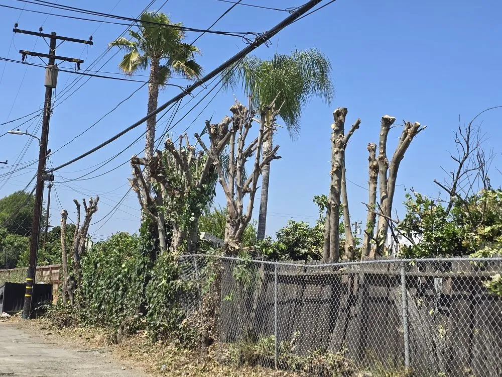 Professional yard maintenance in Pomona, CA - Herrera Landscaping and Tree Services