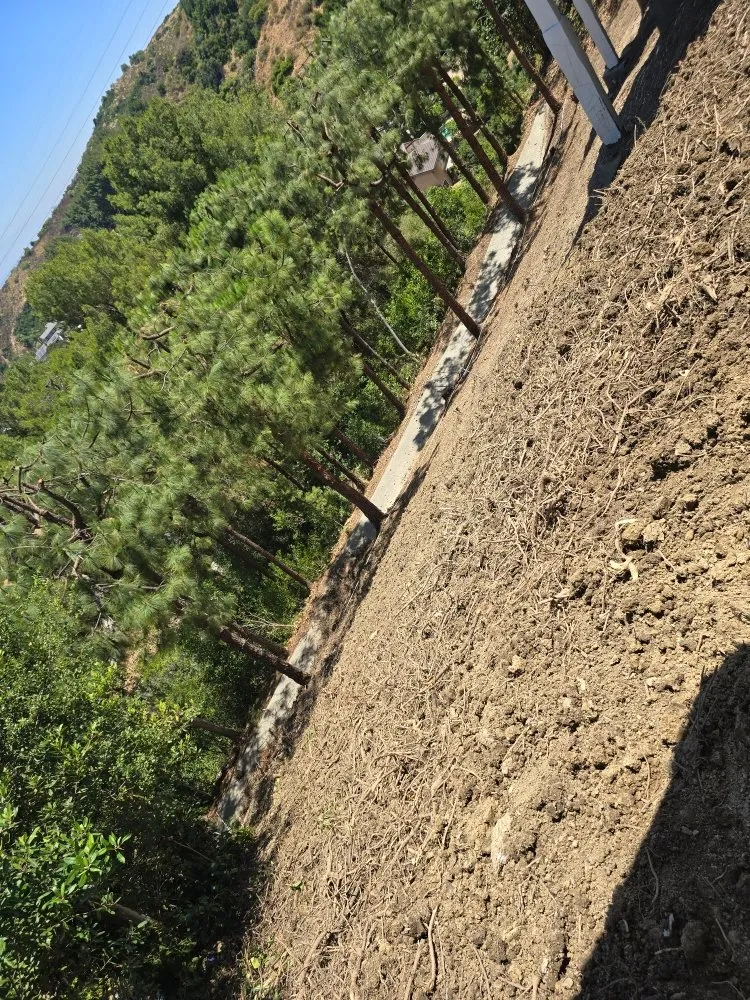 Local landscape design for homes in Pomona, CA by Herrera Landscaping and Tree Services