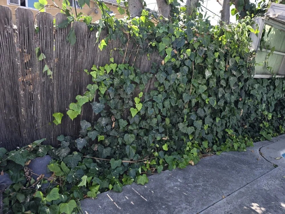 Local landscape design experts serving Pomona, CA - Herrera Landscaping and Tree Services