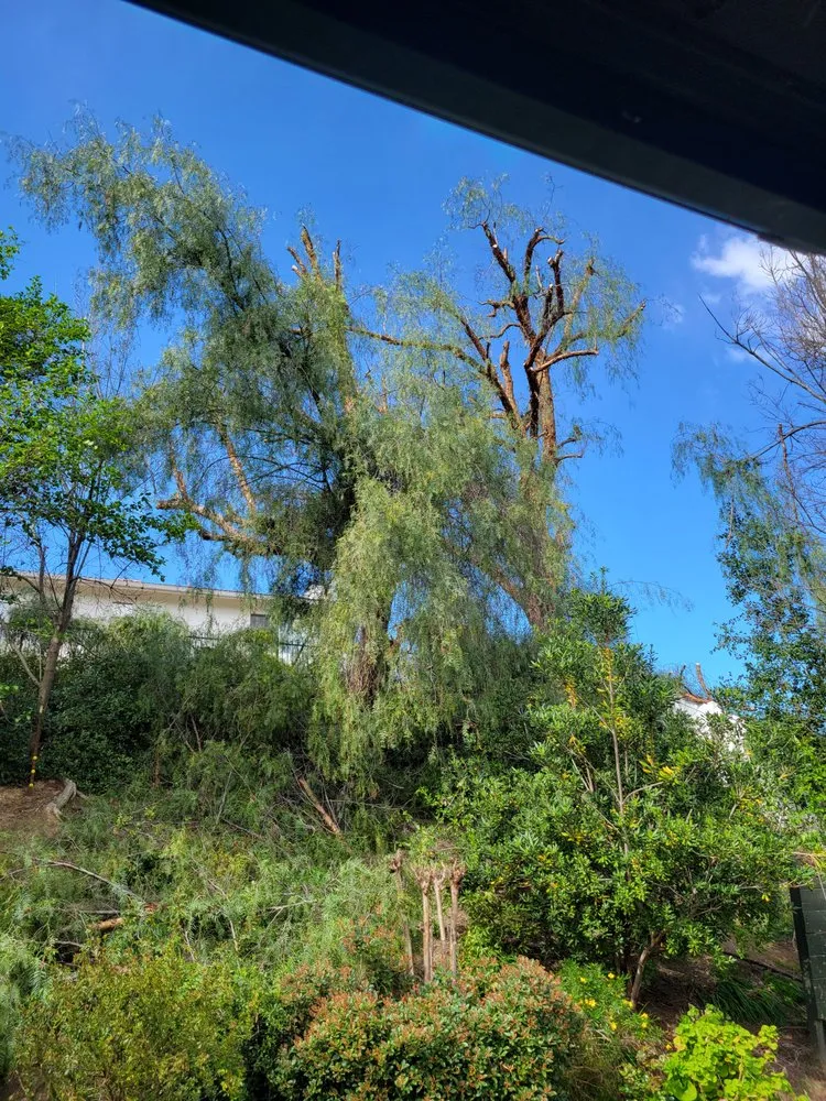 Local yard cleanup service experts serving Pomona, CA - Herrera Landscaping and Tree Services