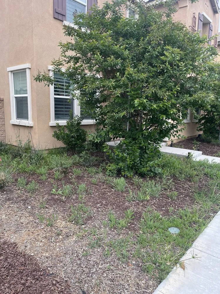 Expert landscape design for year-round maintenance in Pomona, CA by Herrera Landscaping and Tree Services