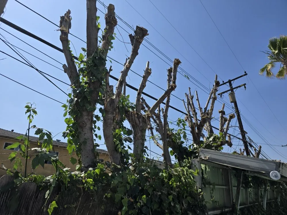 Expert landscaping services in Pomona, CA by Herrera Landscaping and Tree Services