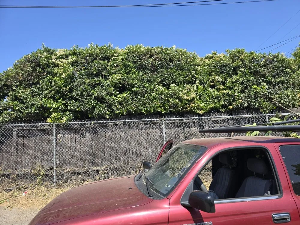 Trusted yard cleanup service for homes in Pomona, CA by Herrera Landscaping and Tree Services