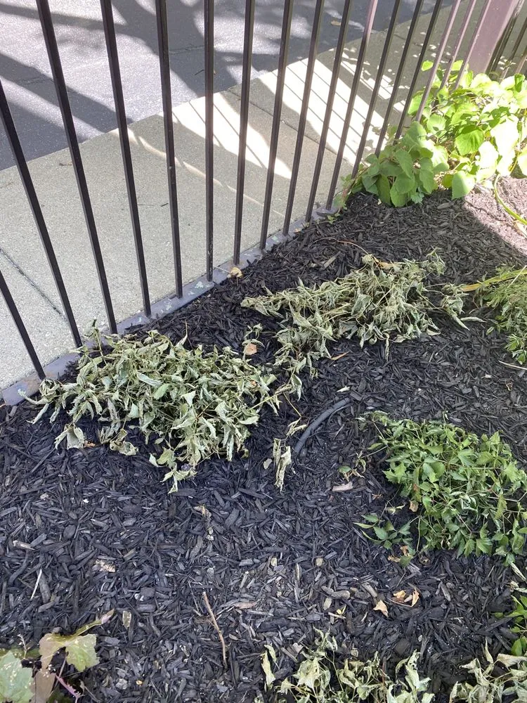 Reliable landscape installation for year-round maintenance across Evanston, IL - Herrera Landscaping Service