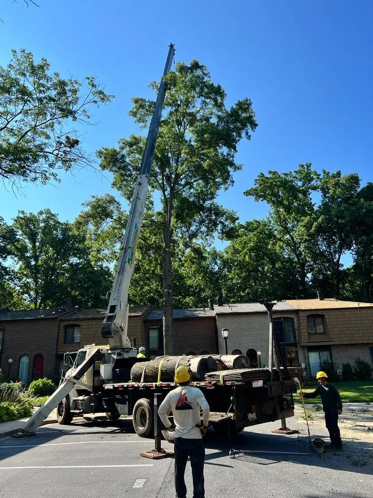 Affordable yard maintenance in Gaithersburg, MD by Herrera Tree Services and Landscaping