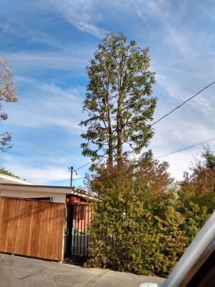 Trusted landscape installation for homes across San Francisco, CA - Herrera Tree Services