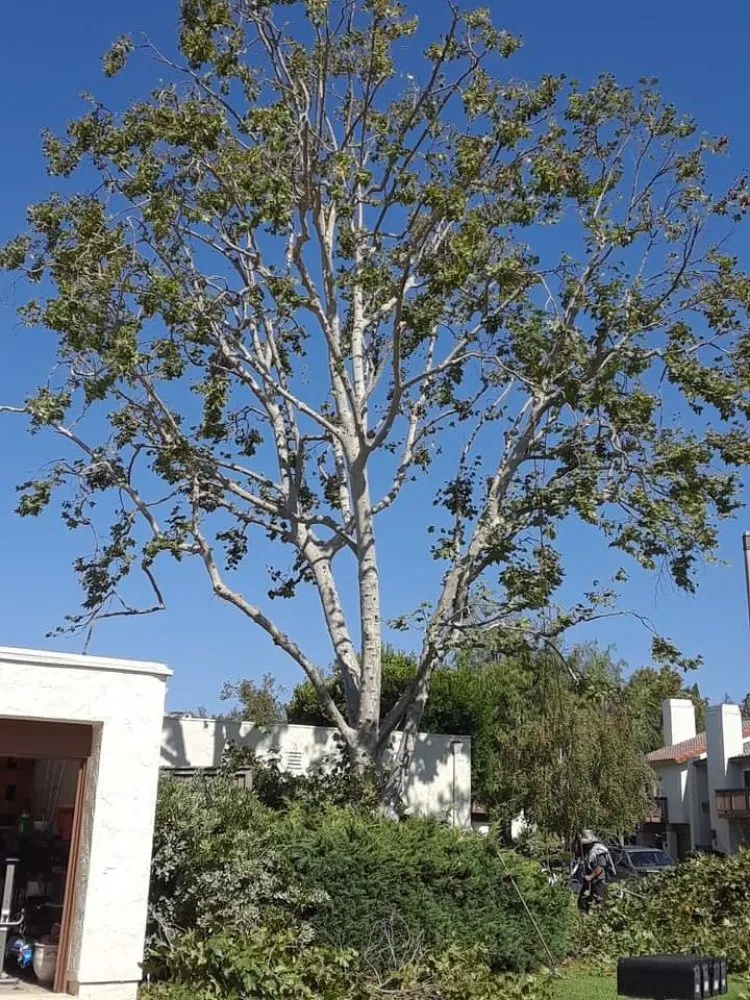 Reliable lawn mowing service for outdoor upgrades in San Francisco, CA by Herrera Tree Services