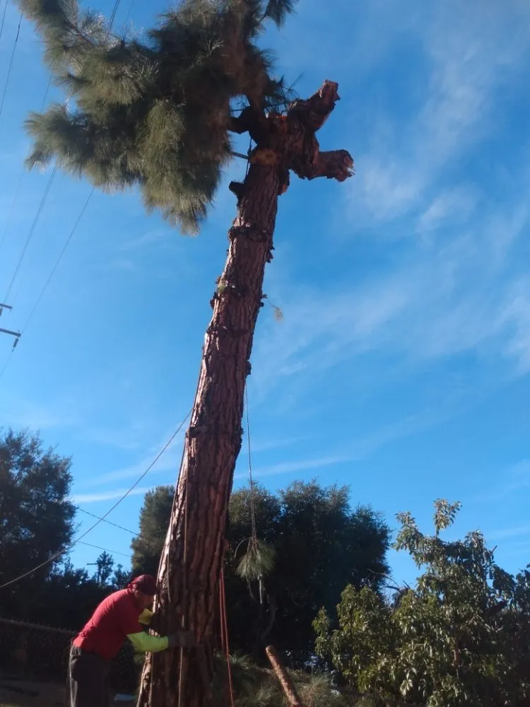 Top-rated landscape installation near you in San Francisco, CA by Herrera Tree Services