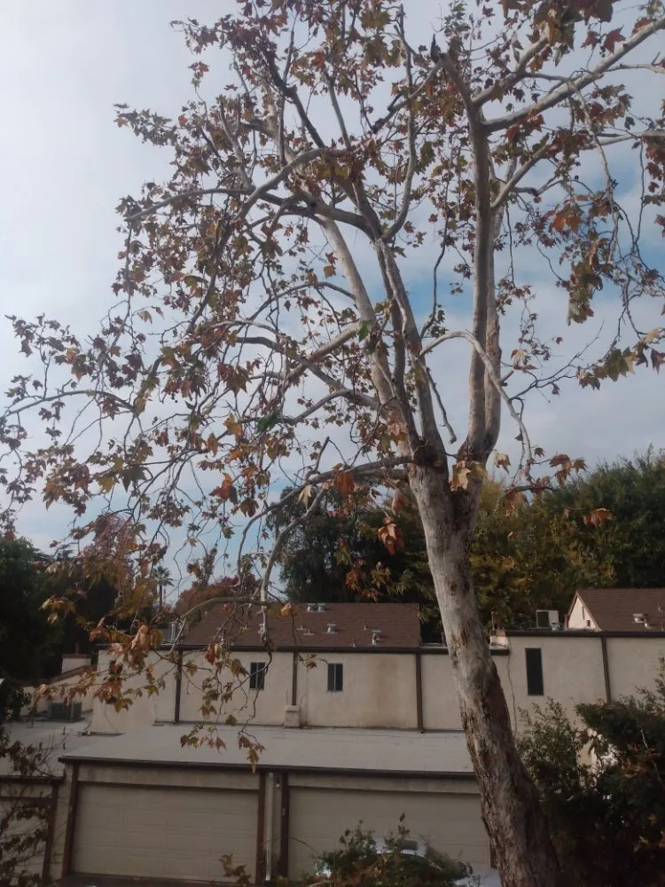 Custom lawn care service in San Francisco, CA by Herrera Tree Services