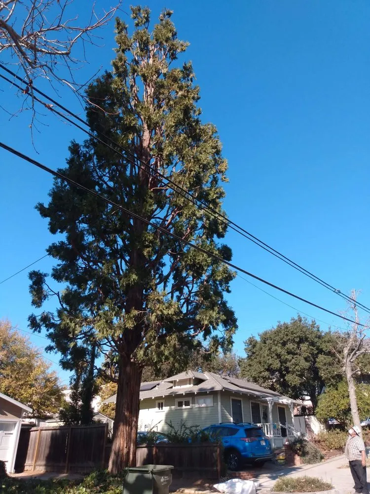 Affordable garden landscaping in San Francisco, CA by Herrera Tree Services