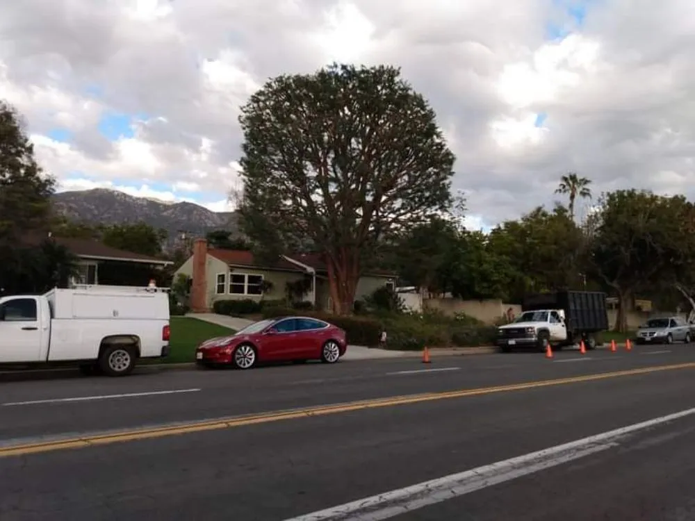 Local yard cleanup service in San Francisco, CA - Herrera Tree Services