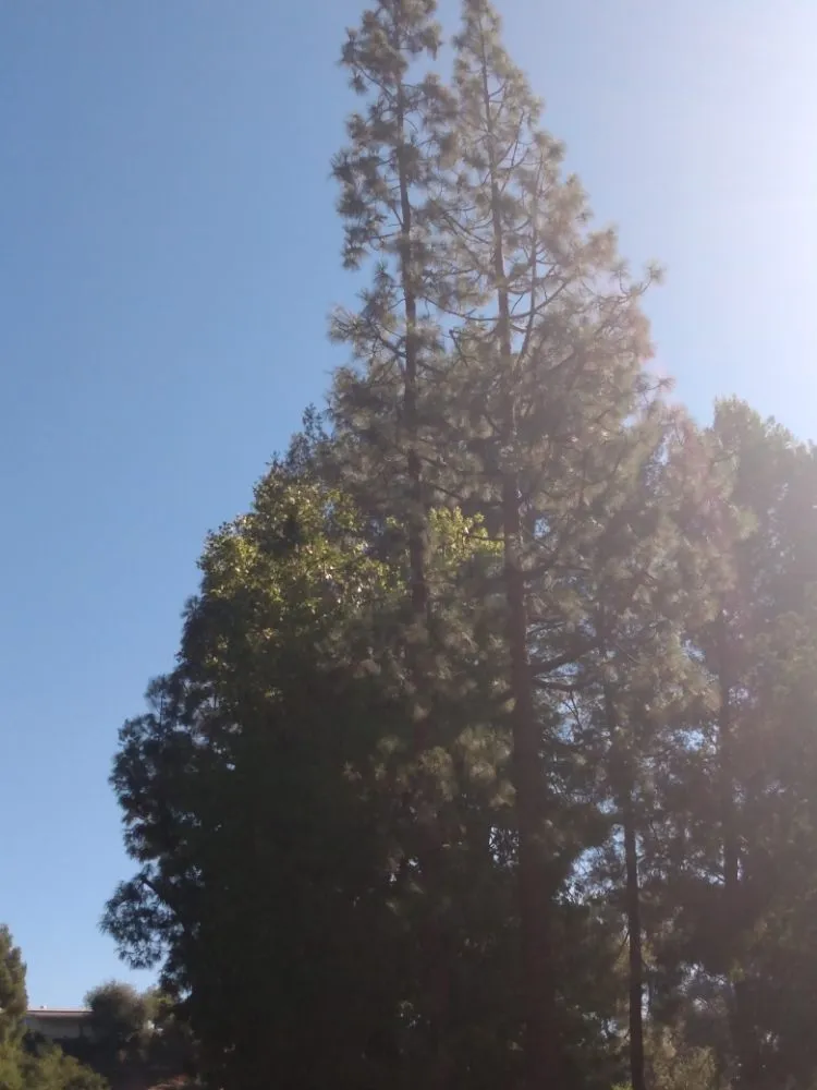 Top-rated landscape design experts serving San Francisco, CA - Herrera Tree Services