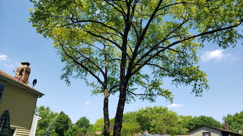 Professional yard maintenance experts serving Aurora, IL - Herrera's Tree Services