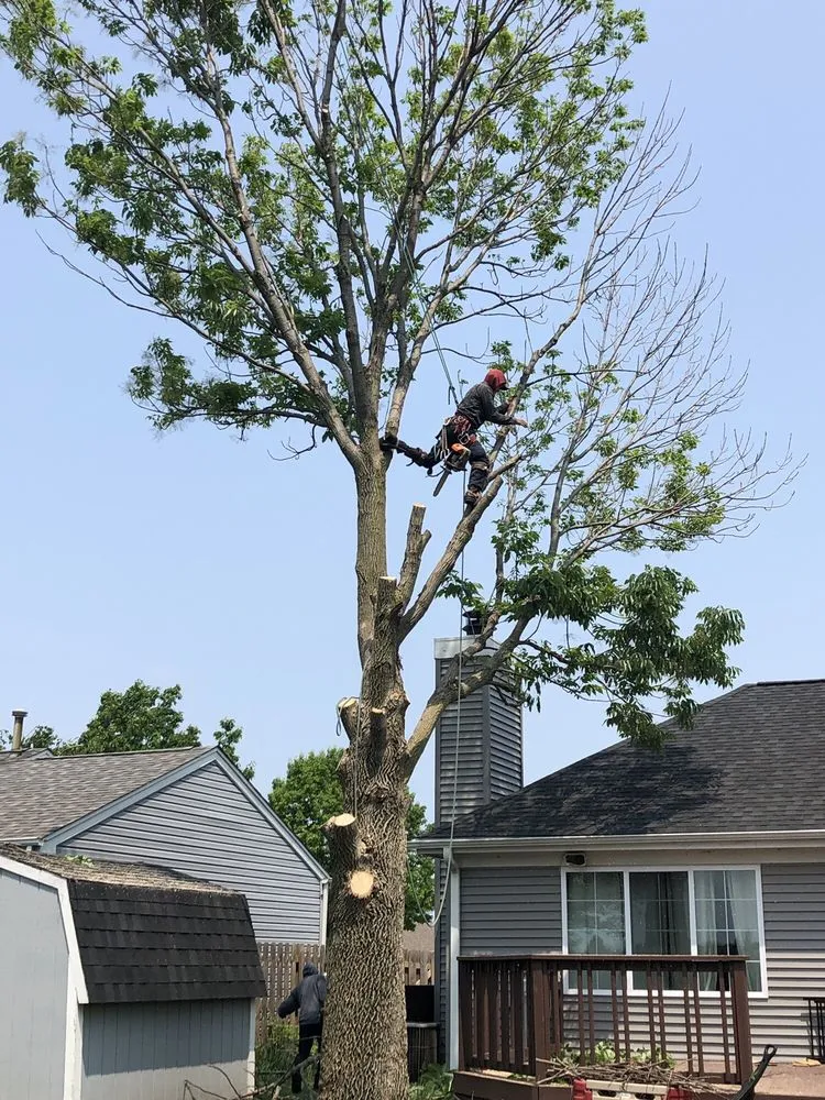 Local landscape installation in Aurora, IL by Herrera's Tree Services