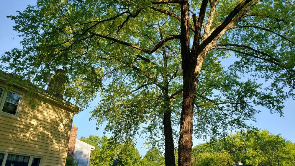 Professional landscape design in Aurora, IL by Herrera's Tree Services