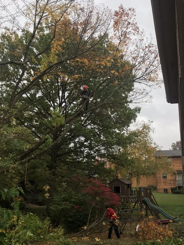 Custom landscape installation in Aurora, IL by Herrera's Tree Services