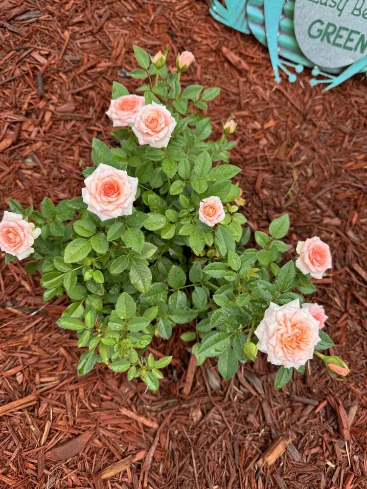 Local residential landscaping with custom design across DeLand, FL - Herrs Excellence