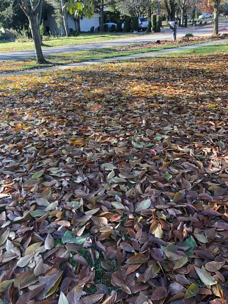 Trusted landscape installation for outdoor upgrades in Oak Park, MI by Hersch's Lawn Spray