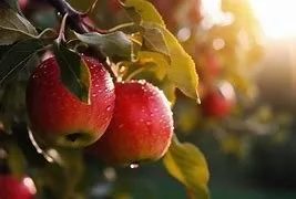 Reliable garden landscaping for outdoor upgrades across Harrisonburg, VA - Hershberger Creations