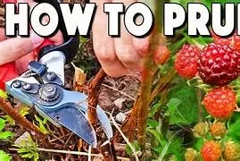 Trusted yard maintenance in Harrisonburg, VA by Hershberger Creations