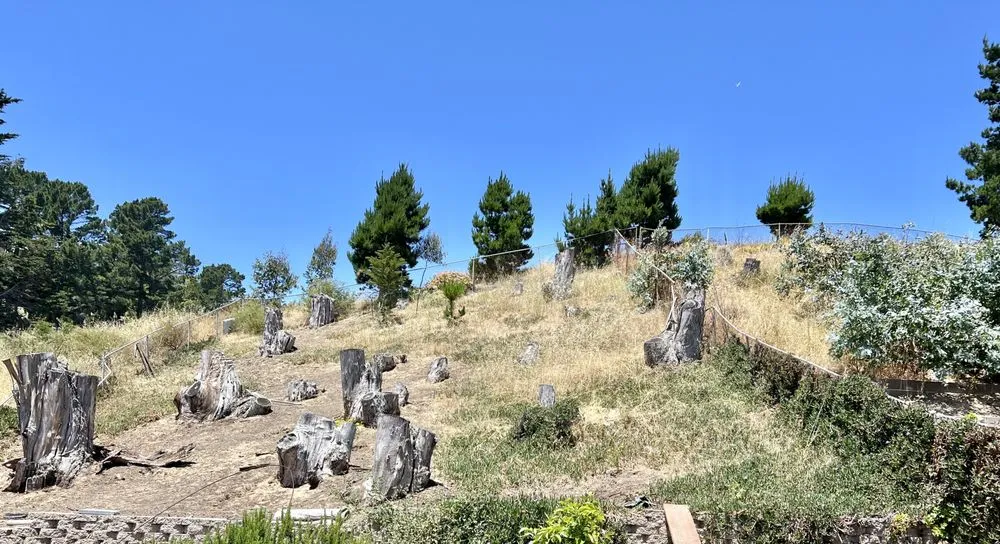 Reliable yard maintenance experts serving South San Francisco, CA - Hes So Handy Services