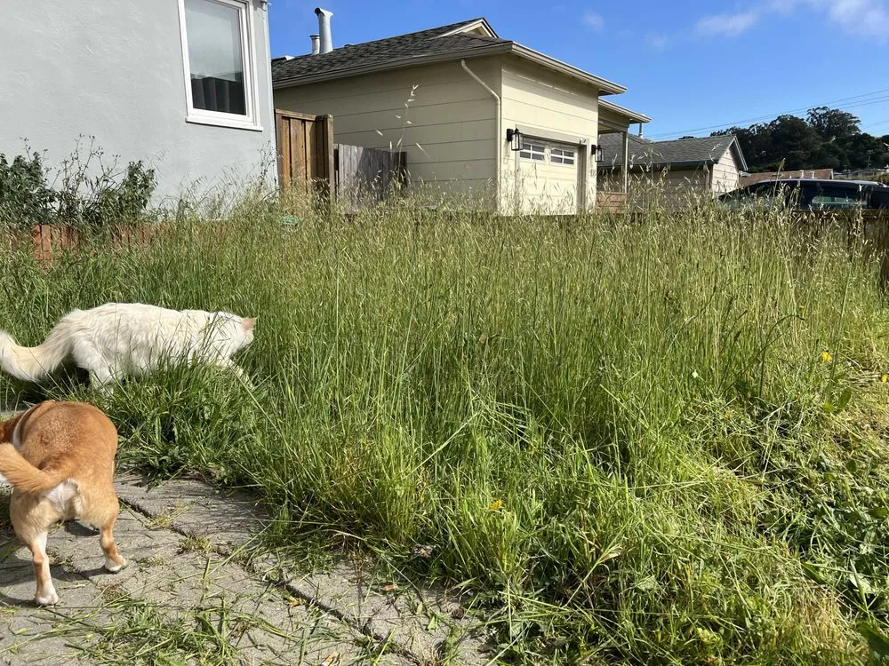 Professional landscape design in South San Francisco, CA - Hes So Handy Services