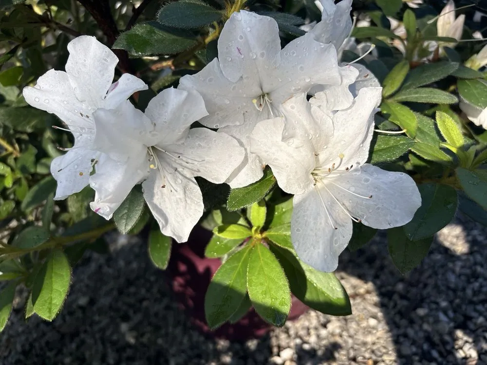 Affordable yard cleanup service for year-round maintenance across Louisville, KY - Hess' Landscaping & Nursery