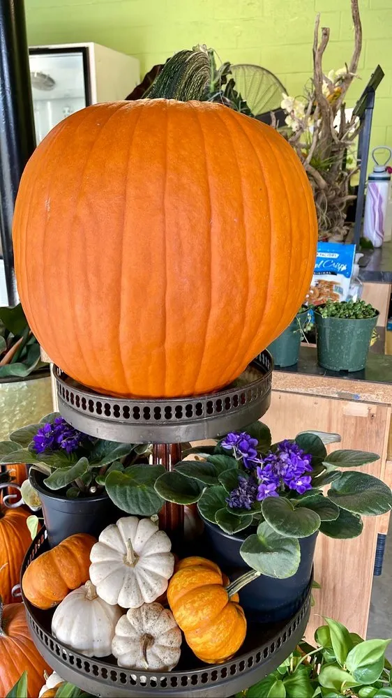 Expert yard cleanup service for outdoor upgrades across Louisville, KY - Hess' Landscaping & Nursery