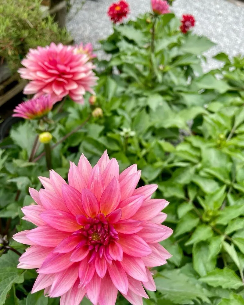 Custom residential landscaping for beautiful yards across Louisville, KY - Hess' Landscaping & Nursery