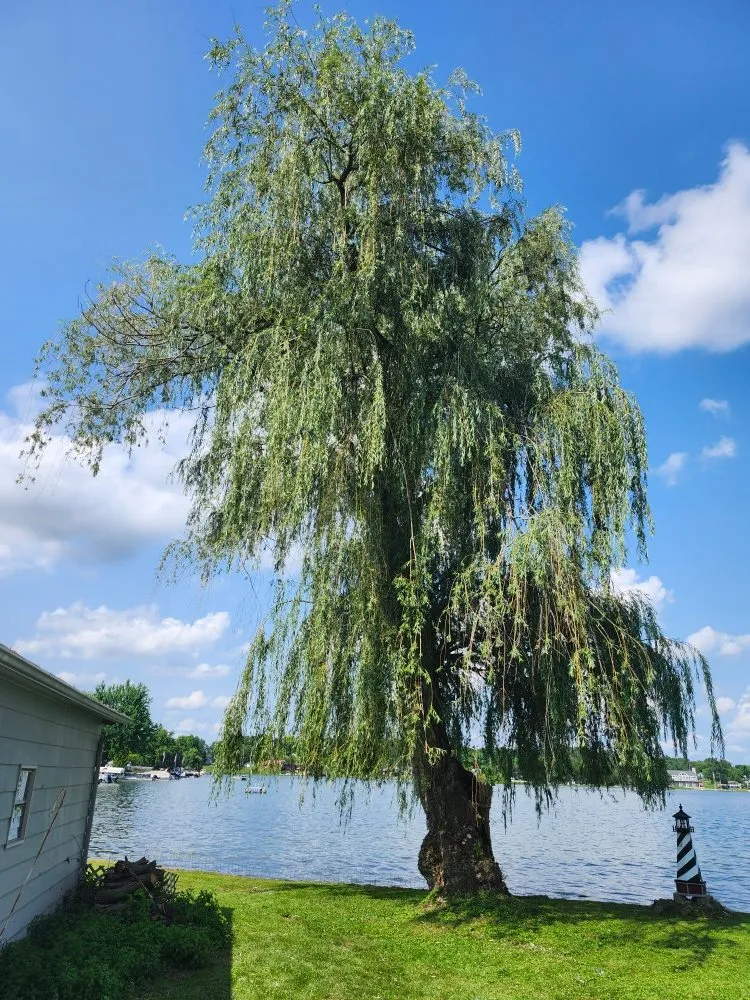 Local lawn care service in Hudson, MI by Hess Tree Service & More