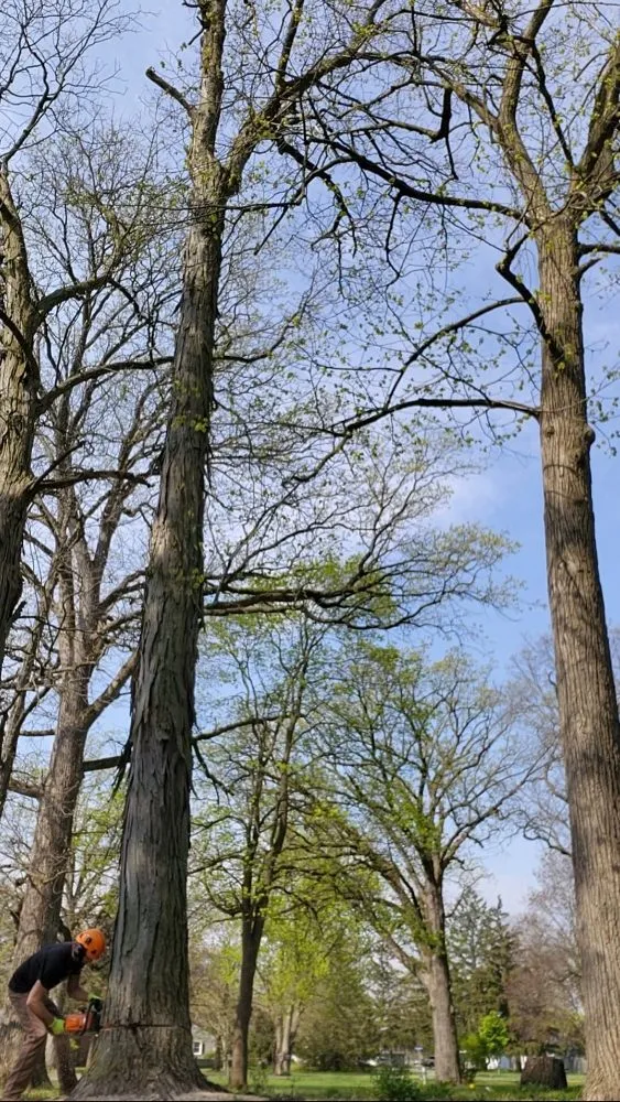 Expert yard maintenance experts serving Hudson, MI - Hess Tree Service & More