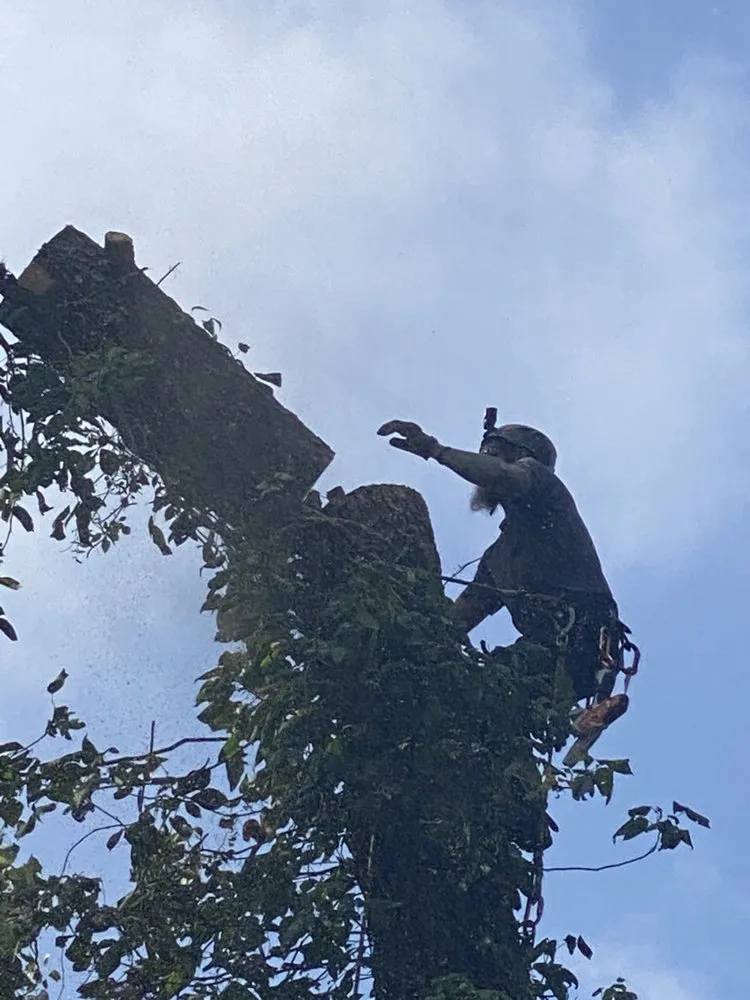 Expert lawn care service in Parrish, AL - Hesters Tree Service