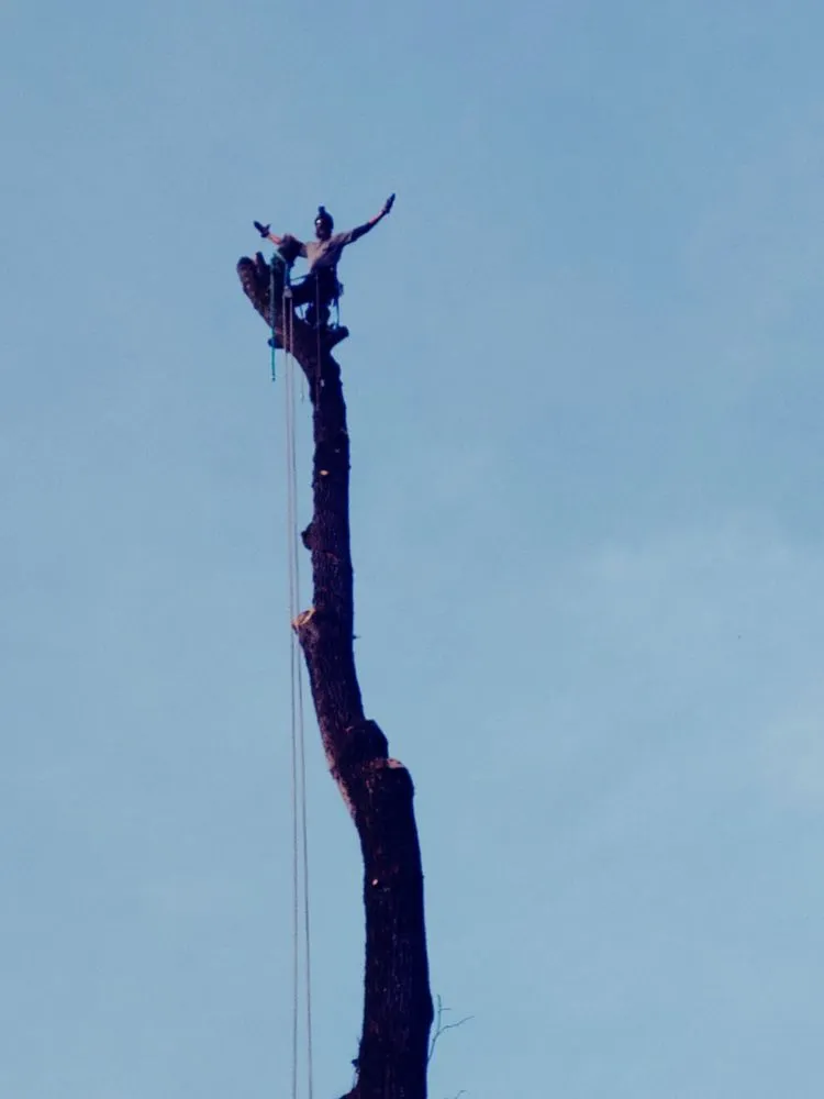 Local yard maintenance for residential properties across Parrish, AL - Hesters Tree Service