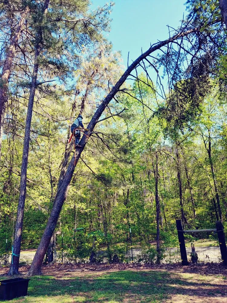 Professional landscape installation in Parrish, AL by Hesters Tree Service
