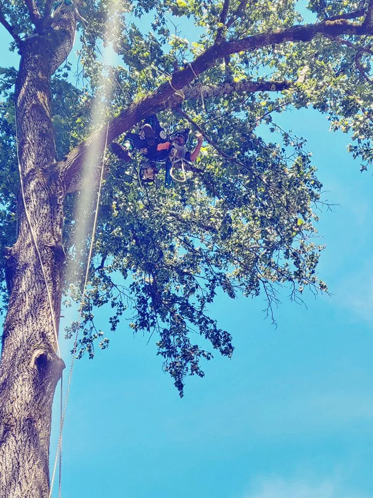 Affordable lawn care service in Parrish, AL - Hesters Tree Service