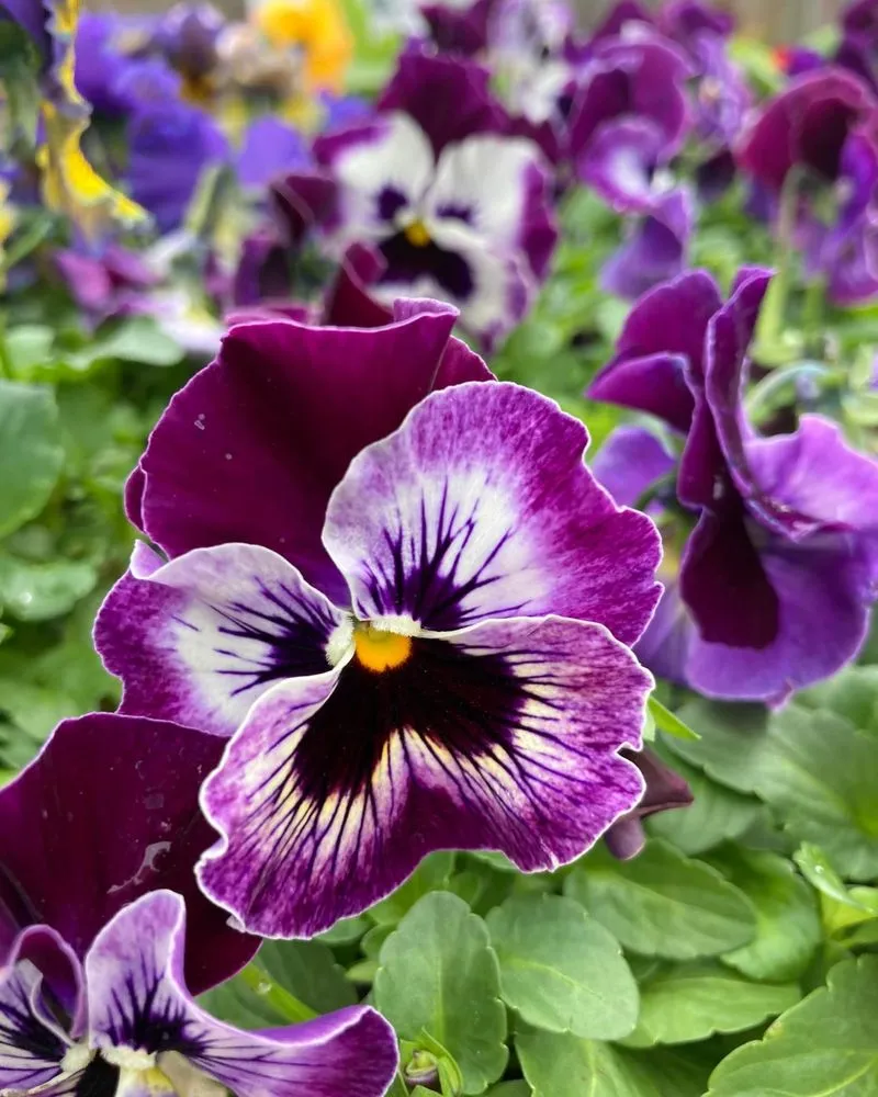 Local lawn care service for outdoor upgrades in Pottstown, PA by Hetrick Gardens Landscape & Nursery Center