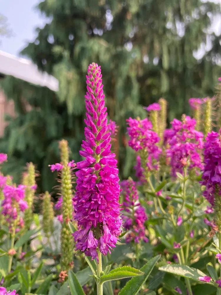 Top-rated yard maintenance in Pottstown, PA by Hetrick Gardens Landscape & Nursery Center