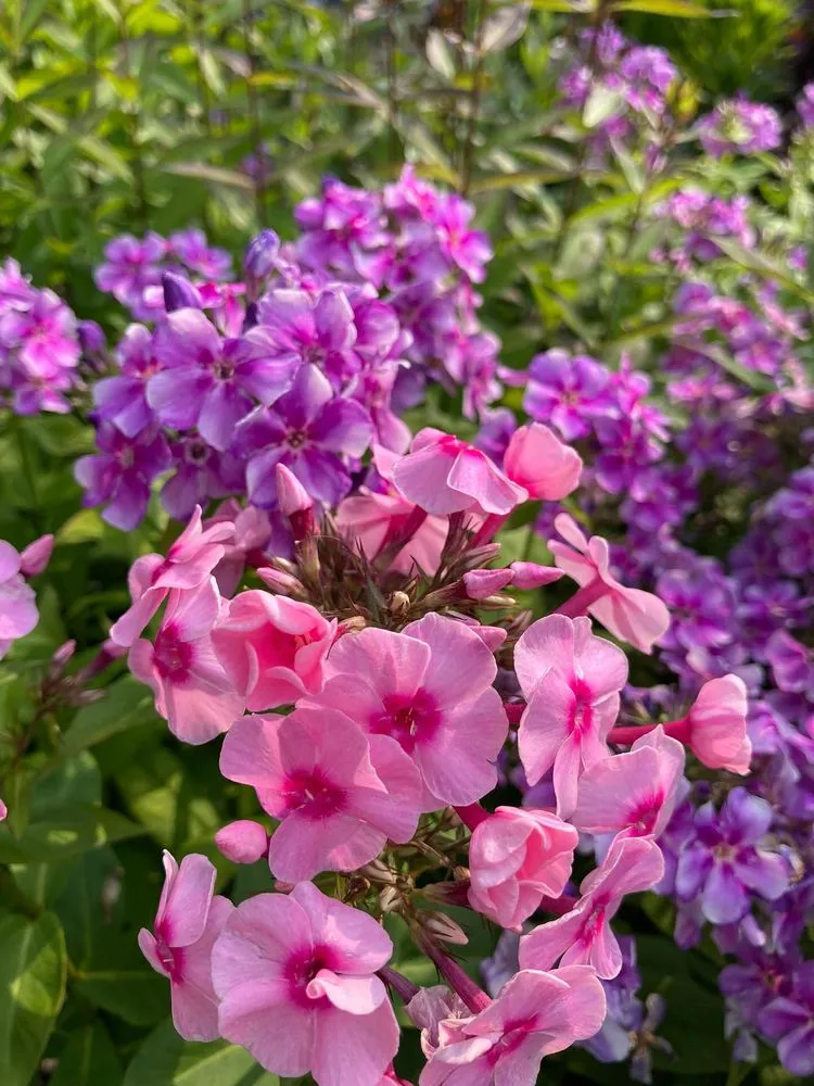 Local garden landscaping in Pottstown, PA by Hetrick Gardens Landscape & Nursery Center