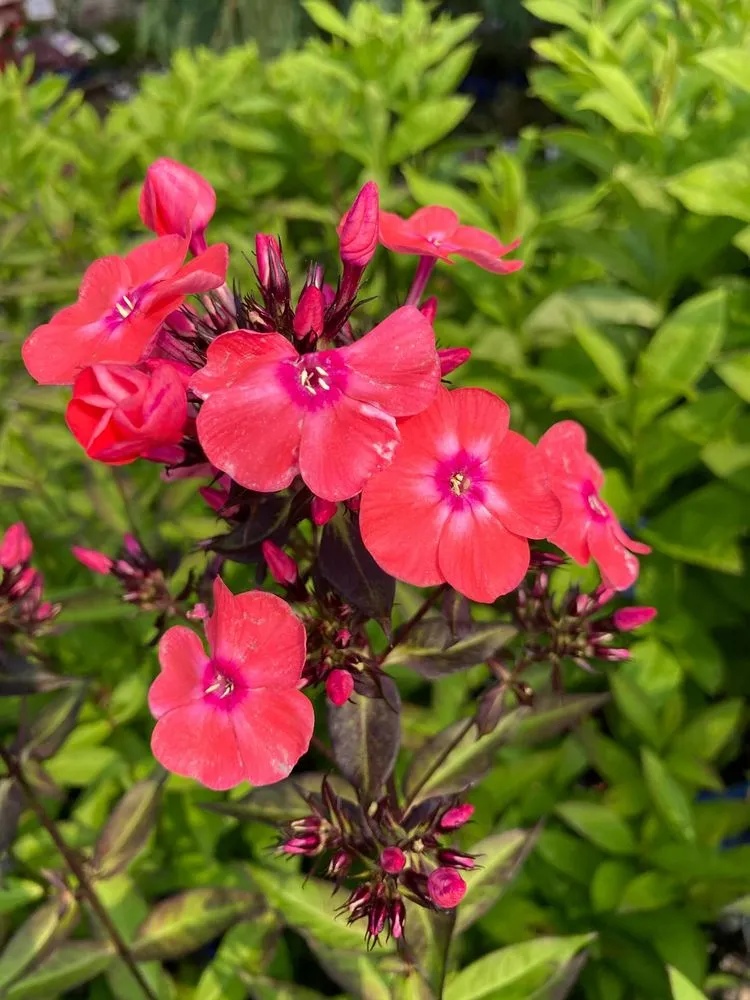 Custom yard maintenance experts serving Pottstown, PA - Hetrick Gardens Landscape & Nursery Center