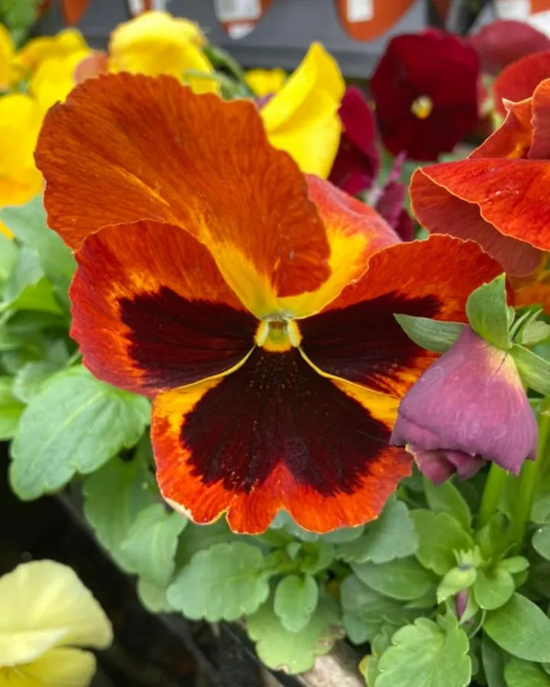 Expert garden landscaping for residential properties in Pottstown, PA by Hetrick Gardens Landscape & Nursery Center