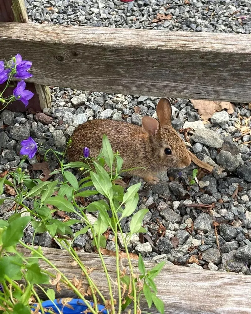 Top-rated landscape design in Pottstown, PA by Hetrick Gardens Landscape & Nursery Center