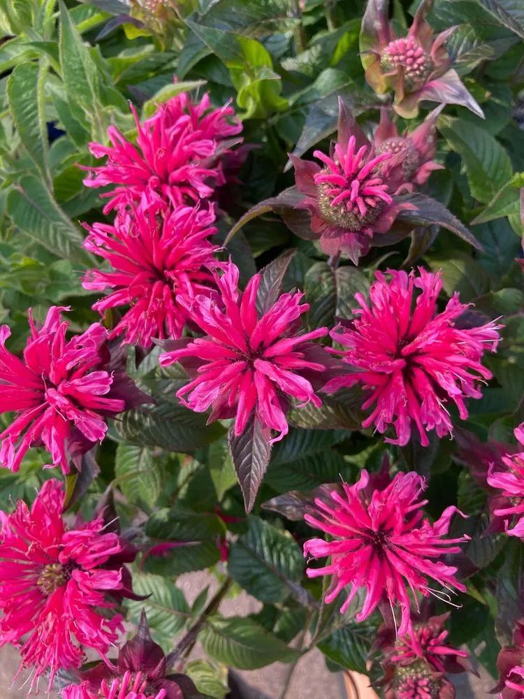 Local yard cleanup service near you in Pottstown, PA by Hetrick Gardens Landscape & Nursery Center