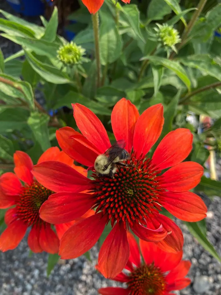 Top-rated lawn mowing service for beautiful yards in Pottstown, PA by Hetrick Gardens Landscape & Nursery Center