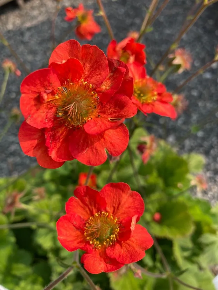 Affordable yard cleanup service for homes in Pottstown, PA by Hetrick Gardens Landscape & Nursery Center